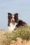 BORDER COLLIE 391